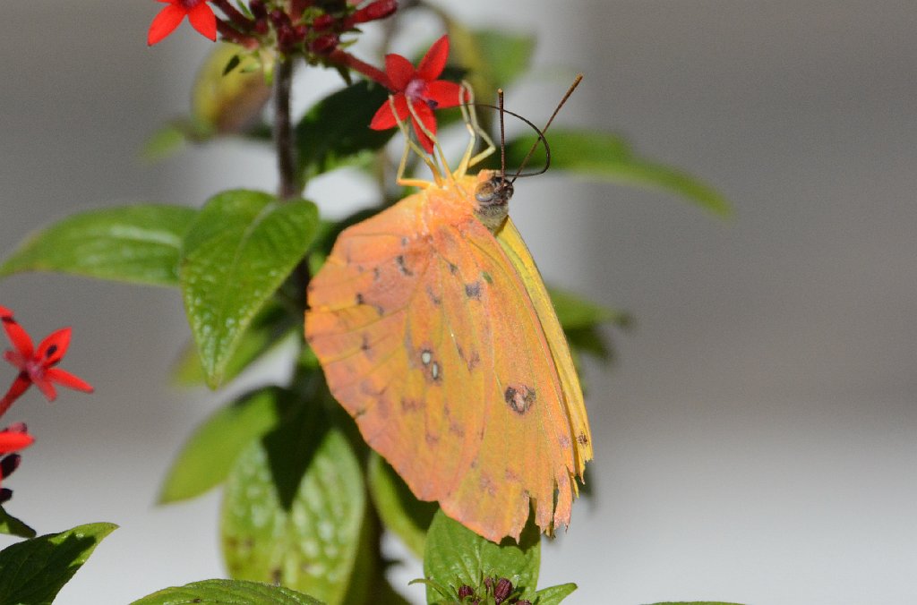 131 2015-01181153b Okeeheelee Nature Center, FL.JPG - Orange-barred Sulphur Butterfly (Phoebis philea). Okeeheelee Nature Center, FL, 1-18-2015